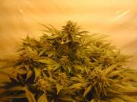 Kiwiseeds Milkyway - ein Foto von voterandsmoker