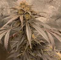 Kuntry Greenthumb Tom Kat Kush - ein Foto von kuntryboy