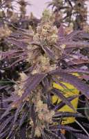 Lantzville Craft Cannabis Genetics Ciroc - ein Foto von Glassman420