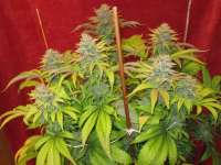 LEDSeedz Bodhi Tree - ein Foto von Grower13