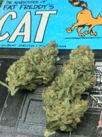 Little Chief Collabs Seeds Killer Glue - ein Foto von ArthurMix