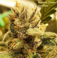 Bild von llgenetics (Banana Chem Cruffins)