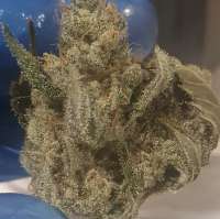 Lost Labs Genetics Mega Lemon - ein Foto von Chronoseur