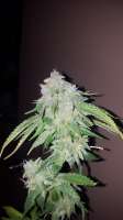 Lost River Seeds Melon Sprtizer - ein Foto von wabasso4life