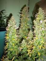 Lowlife Seeds Automatic AK47 x New York City Diesel - ein Foto von 420GT