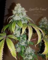 Lucky Dog Seed Co Guerilla Fume - ein Foto von HydroOrganicFla