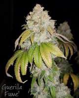 Lucky Dog Seed Co Guerilla Fume - ein Foto von HydroOrganicFla