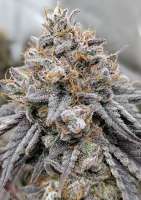 Pic for Real Fire (Lupos CannaSeed)