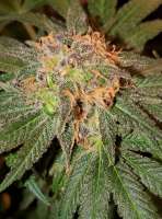 Lupos CannaSeed Toxic Avenger - ein Foto von Luposcannaseed