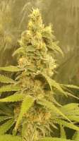 Bild von GrowmieDeLaStreet (Orange Creamsicle)