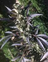 MadCat's Backyard Stash Private Reserve Afghan - ein Foto von admin