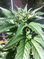 Bild von admin (Skywalker Kush)