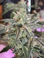 Mad Scientist Genetics Purple Cake - ein Foto von PurpTerp518