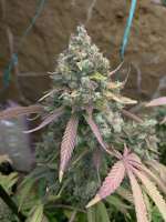 Mallorca Seeds Saphire Girl - ein Foto von LVCESeedMan