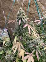 Mallorca Seeds Saphire Girl - ein Foto von LVCESeedMan