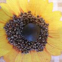 Mandala Seeds Flashberry - ein Foto von dzhangar09