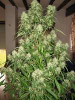 Mandala Seeds Mango Zamal - ein Foto von Rom4ek