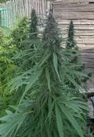 Mandala Seeds Purple Paro Valley - ein Foto von DrCannablis