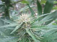 Mandala Seeds Sadhu - ein Foto von Daweed81