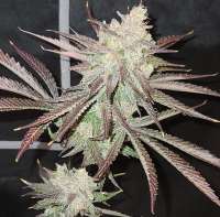 MassMedicalStrains Black Hole Sun - ein Foto von pupilfam