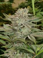 MassMedicalStrains Bubba Pupil - ein Foto von pupilfam