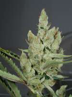 MassMedicalStrains Deadly Kernel - ein Foto von pupilfam