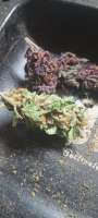 Bild von ShaggNasty421 (Grape Pupil)