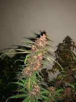 Bild von pupilfam (Heavenly Sativa)