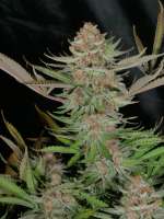 MassMedicalStrains Mr. E Pupil - ein Foto von pupilfam