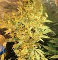 MassMedicalStrains Prayer Tower Sativa F2 - ein Foto von pupilfam