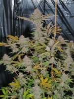 MassMedicalStrains Pupil Magoo - ein Foto von pupilfam