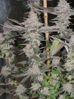 MassMedicalStrains Pupil Magoo - ein Foto von pupilfam