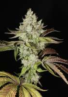 MassMedicalStrains Triangle Kush Bx1 - ein Foto von pupilfam