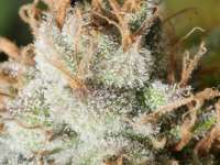 MassMedicalStrains Turbulent Juice - ein Foto von pupilfam