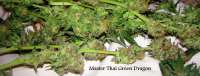 Master Thai Master Thai's Green Dragon - ein Foto von cali60