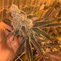 Matanuska Thunder Seeds Berry Breath - ein Foto von Sotms