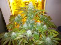 Medical Seeds Co. Sour Diesel - ein Foto von WhiteyB