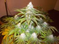 Medical Seeds Co. Sour Diesel - ein Foto von WhiteyB