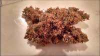 Medicann Seeds Blue Blood - ein Foto von Jimbean