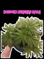 Meows Trap Seeds Bazooka Burgers - ein Foto von 420meowmeowmeow