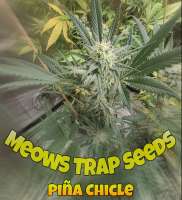 Meows Trap Seeds Piña Chicle - ein Foto von 420meowmeowmeow