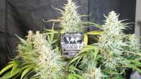 Mephisto Genetics Chemdogging - ein Foto von kimbu