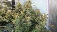 Mephisto Genetics Chemdogging - ein Foto von kimbu