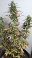 Bild von iwalktheearth (Auto White Widow)