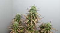 Bild von iwalktheearth (Auto White Widow)