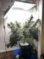 Ministry of Cannabis Big Bud - ein Foto von pdxgrow