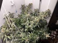 Ministry of Cannabis Big Bud - ein Foto von pdxgrow