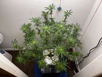 Bild von pdxgrow (Big Bud)