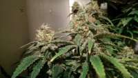 Bild von MrGardener (Ultra White Amnesia)