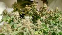 Bild von MrGardener (Ultra White Amnesia)